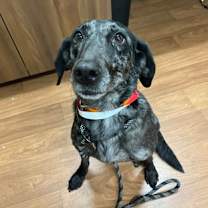 Thumbnail photo of Splenda #1