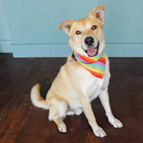 Thumbnail photo of Ralphie #2