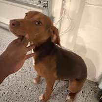 Thumbnail photo of Mylo #4