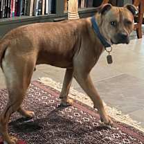 Thumbnail photo of Howdy #1