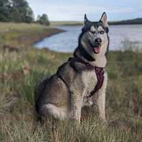 adopt-pet