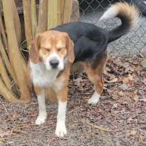 Thumbnail photo of Milo #2