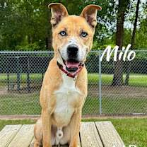 Thumbnail photo of Milo #2