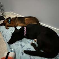 Thumbnail photo of Twister #4