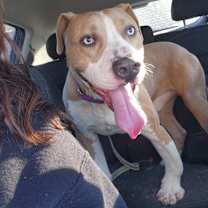 Thumbnail photo of Blue #2