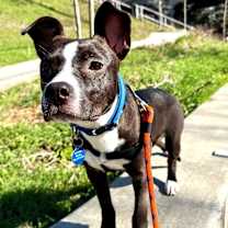 Thumbnail photo of Tangelo #3