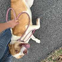 Thumbnail photo of Pluto #4