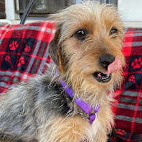 Thumbnail photo of Biscuit #1