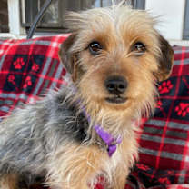 Thumbnail photo of Biscuit #2