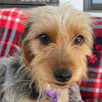 Thumbnail photo of Biscuit #3