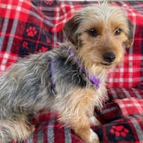 Thumbnail photo of Biscuit #4