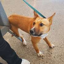 adopt-pet