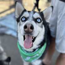 adopt-pet