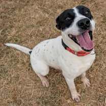 Thumbnail photo of Iggy #3