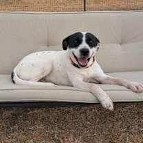 Thumbnail photo of Iggy #4