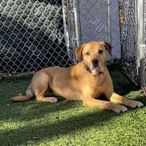 Thumbnail photo of Scooby #3