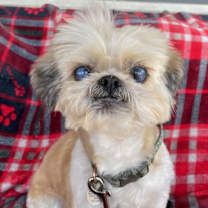 Thumbnail photo of Shortstop #1