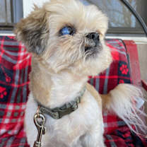 Thumbnail photo of Shortstop #2