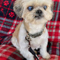 Thumbnail photo of Shortstop #3