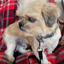 Thumbnail photo of Shortstop #4