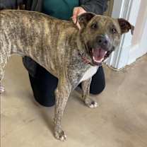 Thumbnail photo of Kona #1