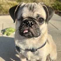 Thumbnail photo of Winston #1