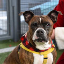 Thumbnail photo of Sheba Love #1