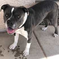 adopt-pet