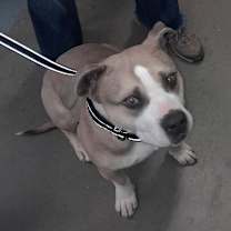 Thumbnail photo of SAMMY #2