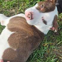 Thumbnail photo of Jazzy #1