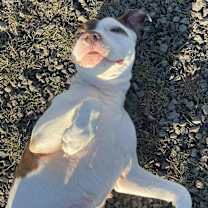 Thumbnail photo of Jazzy #3