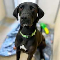 Thumbnail photo of Goon #1