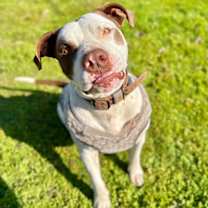 Thumbnail photo of Gumbo #2