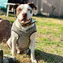 Thumbnail photo of Gumbo #3