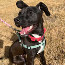 Thumbnail photo of Ollie #1