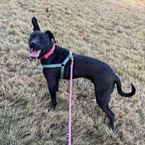 Thumbnail photo of Ollie #2