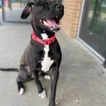 Thumbnail photo of Ollie #3