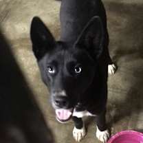 Thumbnail photo of Dixie #3