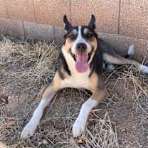 adopt-pet