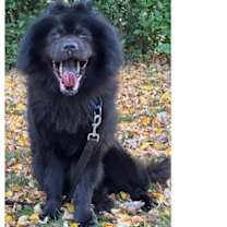 Thumbnail photo of Bear-ret #1