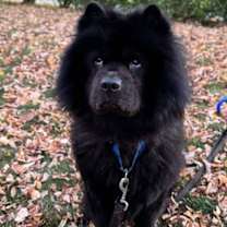 Thumbnail photo of Bear-ret #2