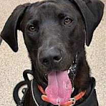 Thumbnail photo of Goon #3