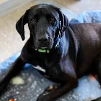 Thumbnail photo of Goon #4