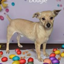 Thumbnail photo of Dougie #2