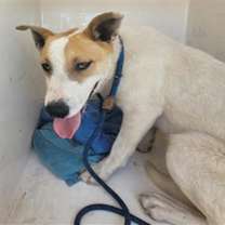 adopt-pet