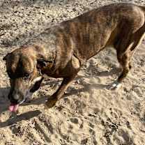 Thumbnail photo of Socks #1