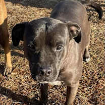 Thumbnail photo of Maverick #2