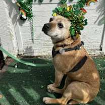 Thumbnail photo of Ginger #3