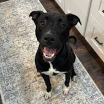 Thumbnail photo of Vixen #1