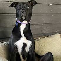 Thumbnail photo of Vixen #2